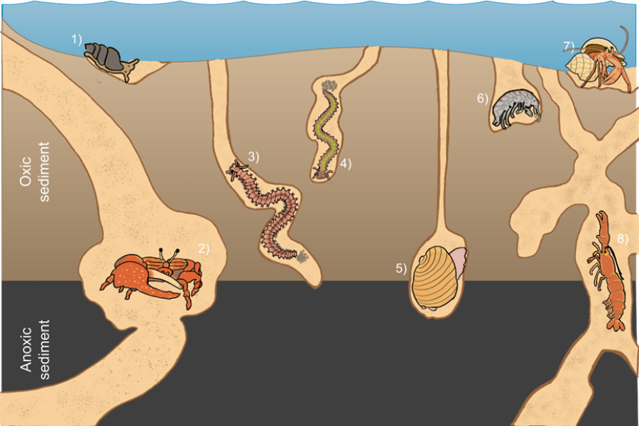 Marine benthic invertebrates traits database