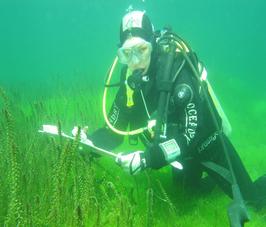 Submerged aquatic lake plants