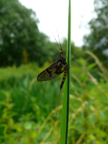 Aquatic invertebrate traits database
