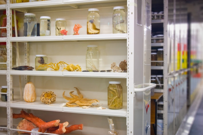 Marine invertebrate collection
