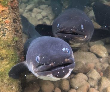 Freshwater Fish Database