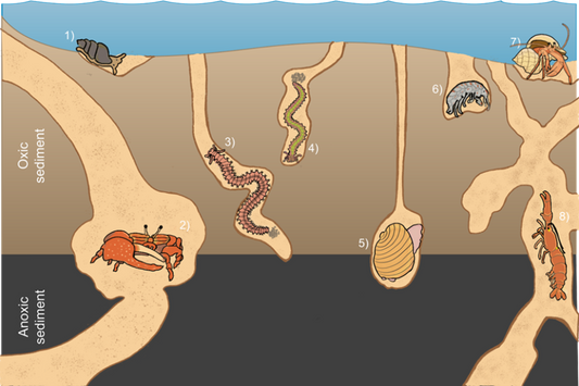 Marine benthic invertebrates traits database