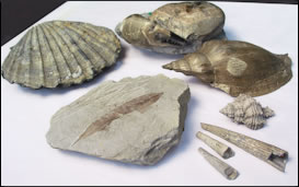 National Paleontological Collection (NPC)